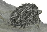 Lichid (Acanthopyge) Trilobite - Issoumour, Morocco #210174-4